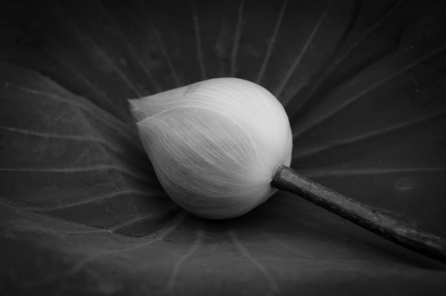 Lotus bud en la hoja en concepto blanco y negro