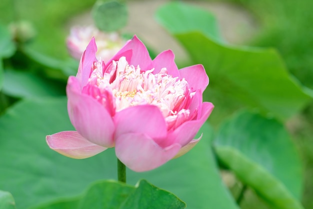 Lotus contra a água crescendo no Vietnã