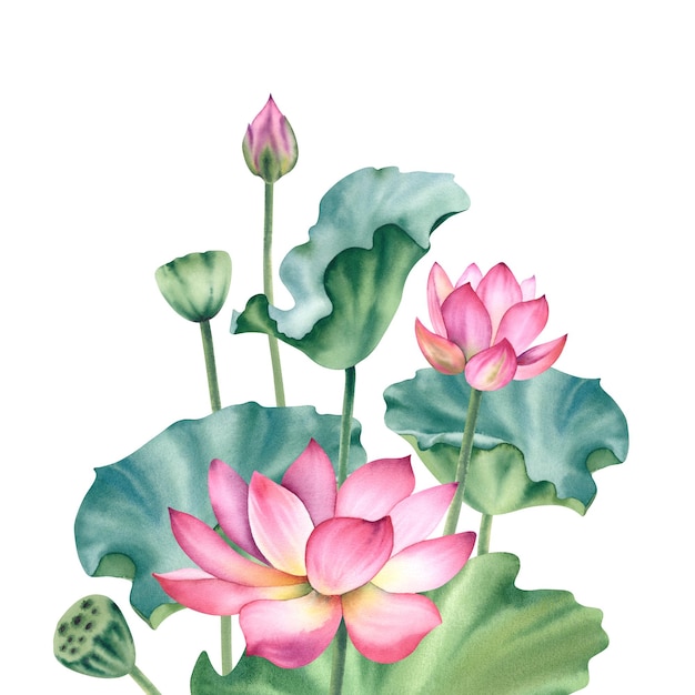 Lótus cor-de-rosa em aquarela em fundo branco Lírios d'água são pintados à mão Uma composição com um lótus Um modelo para o design de cartões postais convites e tecidos