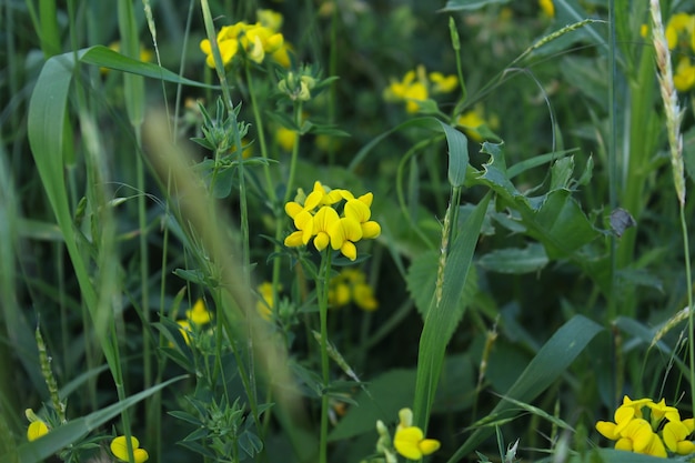 Foto lotus corniculatus em grama verde