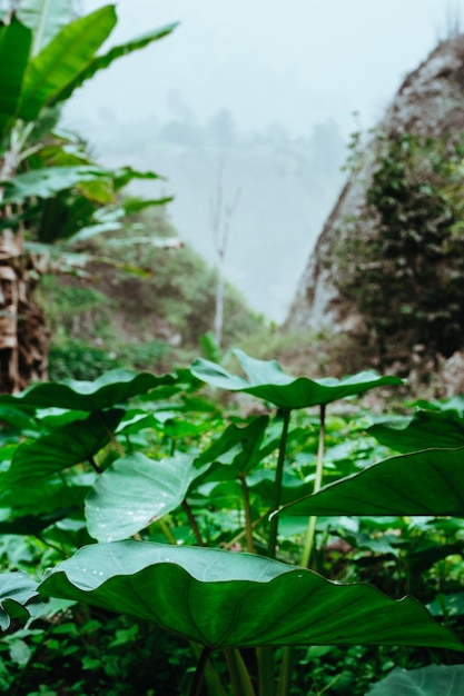 Lótus deixa plantas em um vale de montanha