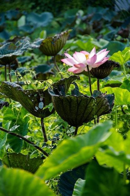 Lotus e folhas de lótus no lote