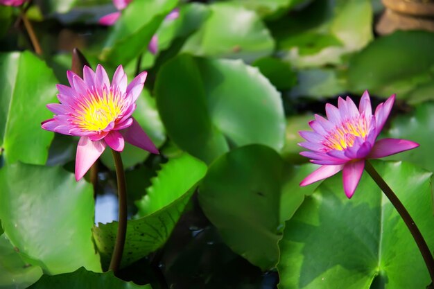 Lótus em flor. Nymphaea caerulea