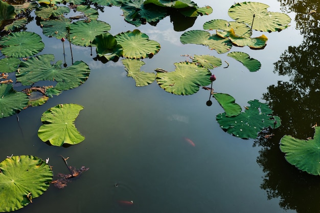 Lotus em Lotus na piscina