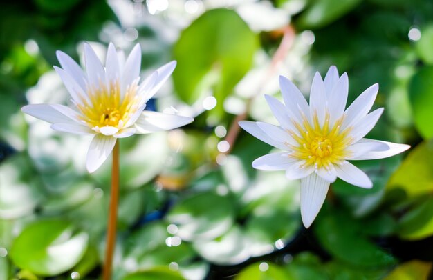 Lotus em uma haste longa. Lírio de água branca na lagoa no verão