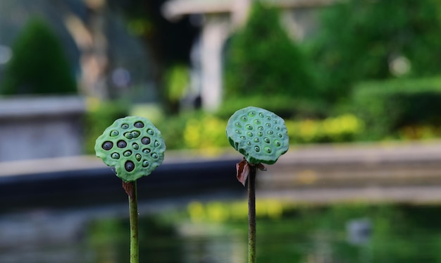 Lotus es una flor de loto rosa que está floreciendo