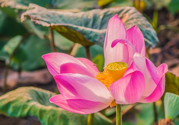 Lotus está florescendo e a luz da manhã