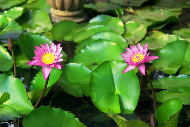 Lotus en flor. Nymphaea caerulea