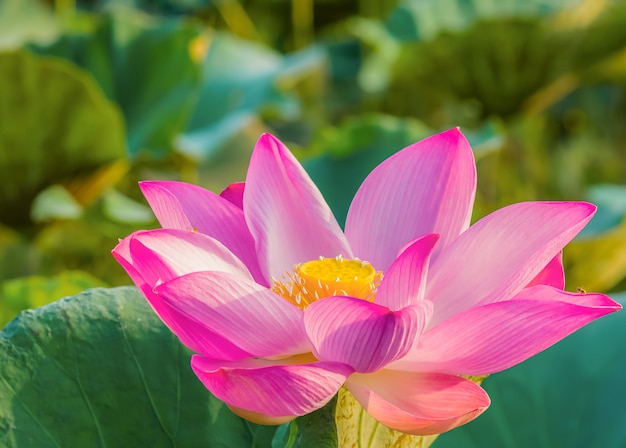 Lotus florece y la luz de la mañana.