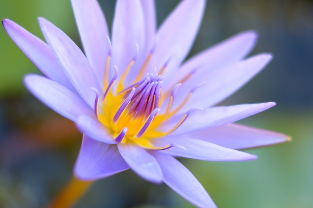 Lotus florescendo quando exposto à luz solar.