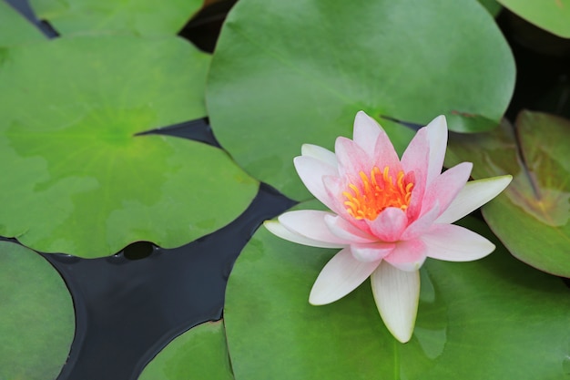 Lotus Flower branca bonita na lagoa, no lírio de água do close-up e na folha na natureza.