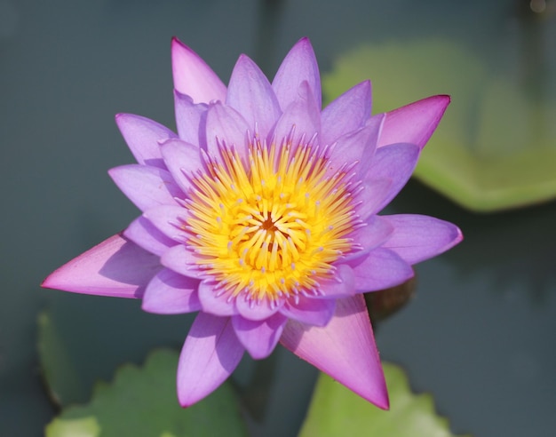 Lotus Flower im Teich