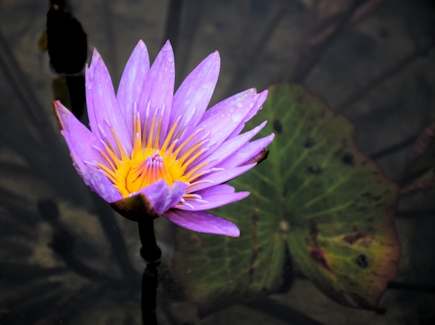 Lotus-Flower