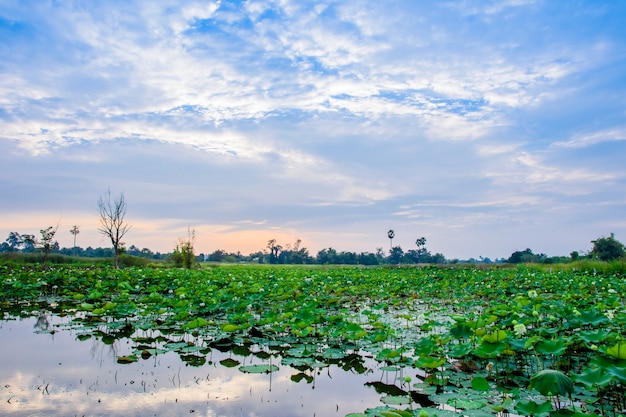 Lotus garden à noite