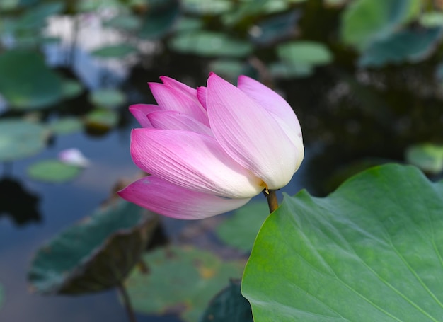 Lotus gegen das Wasserwachstum in Vietnam