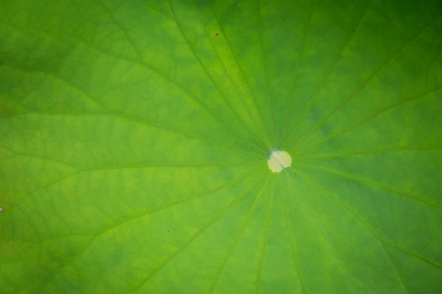Lotus-Grünblatt auf dunklem Teich im Naturhintergrund