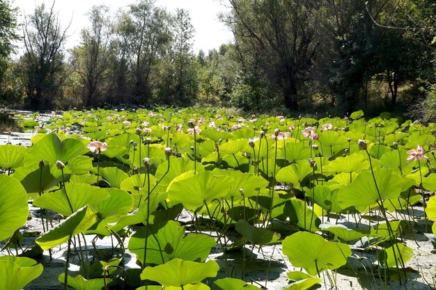 Lotus in einem Überschwemmungsgebiet der Wolga in der Region Wolgograd in Russland