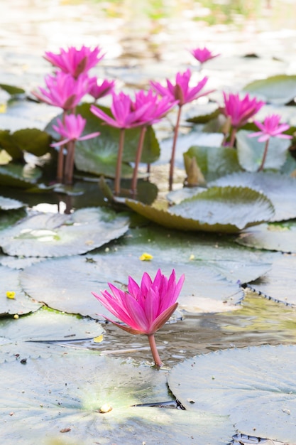 Lotus in einem Teich