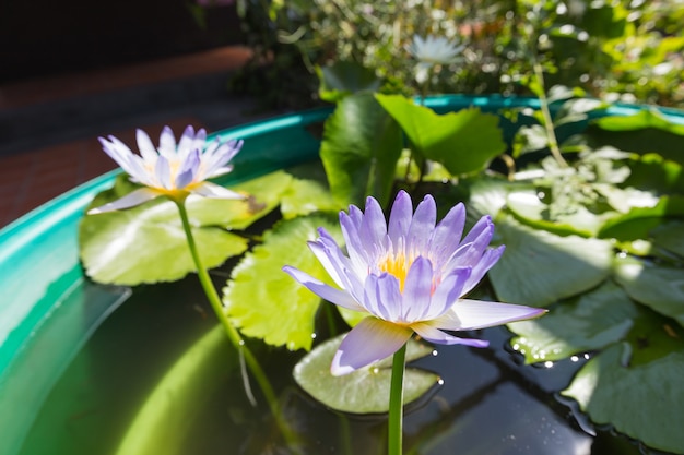 Lotus in voller Blüte in einem Teich.