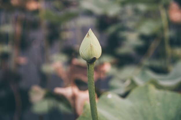 Lotus en la laguna