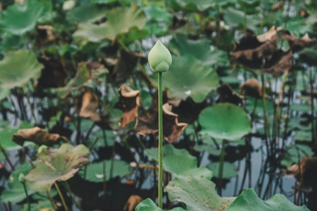 Lotus en la laguna