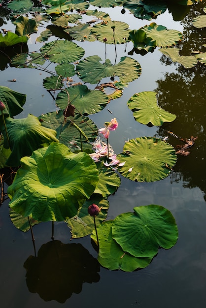 Lotus en Lotus en piscina