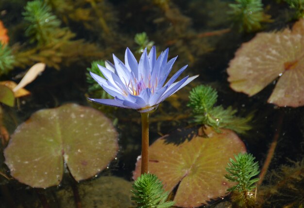 Lotus, Nahaufnahme