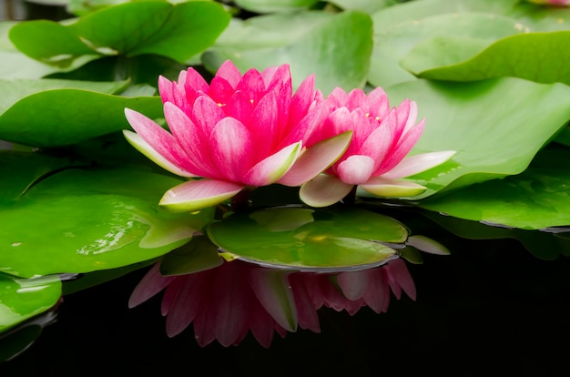 Lotus (Nymphaea, Seerose) im Garten