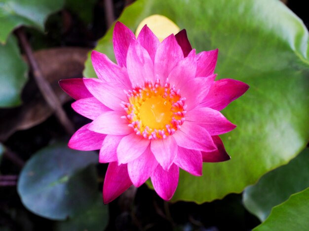 Foto lotus oder seerose blume