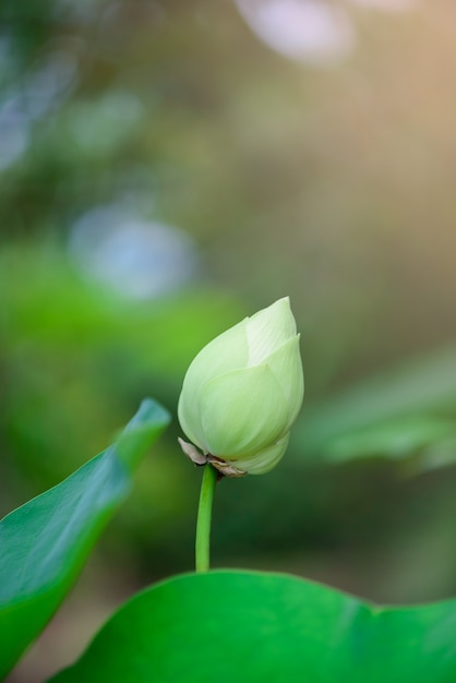 Lotus-Pflügerpool im Garten