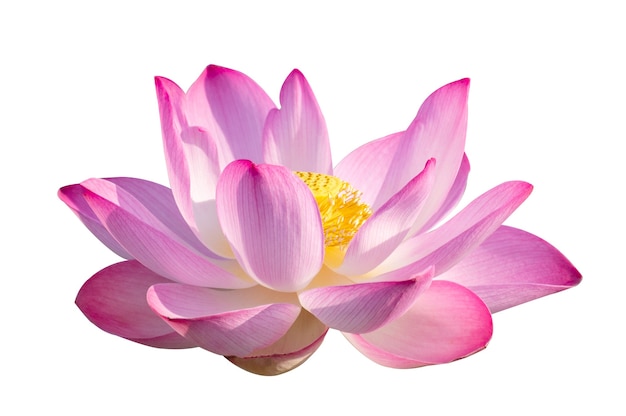 Lotus Pink Isolate Weiße Blumen blühen