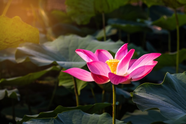 Lótus rosa e folha verde na lagoa