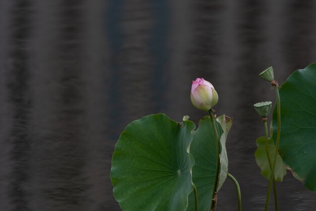 Lótus rosa em ambiente escuro