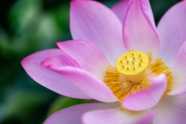 Lótus rosa em lagoa de lótus de verão