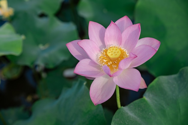 Lótus rosa em lagoa de lótus de verão