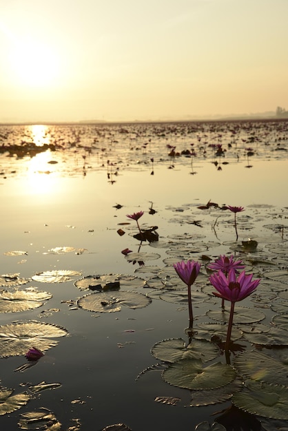 Lótus rosa em um lago na hora do nascer do sol