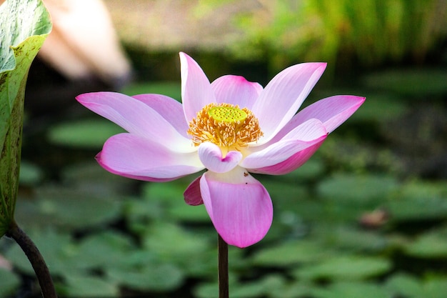 Lótus rosa em uma lagoa