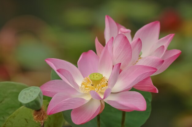 Foto lótus rosa está florescendo