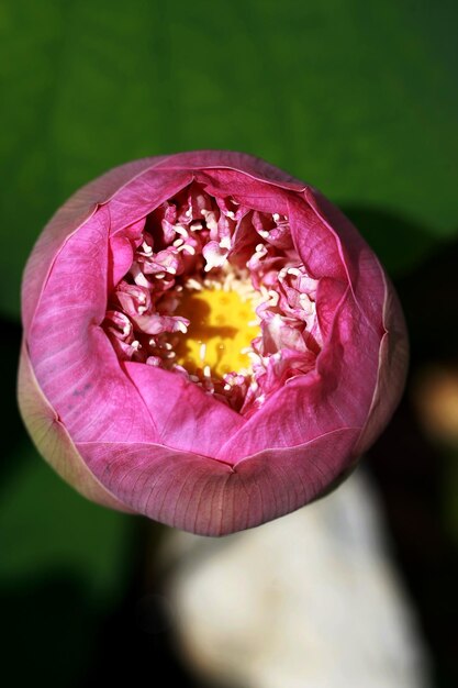 Lótus Rosa fechar no lago