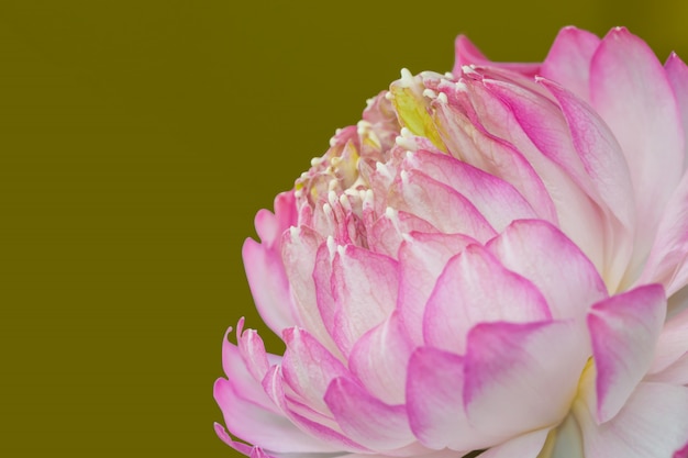 Foto lótus rosa isolado sobre fundo verde