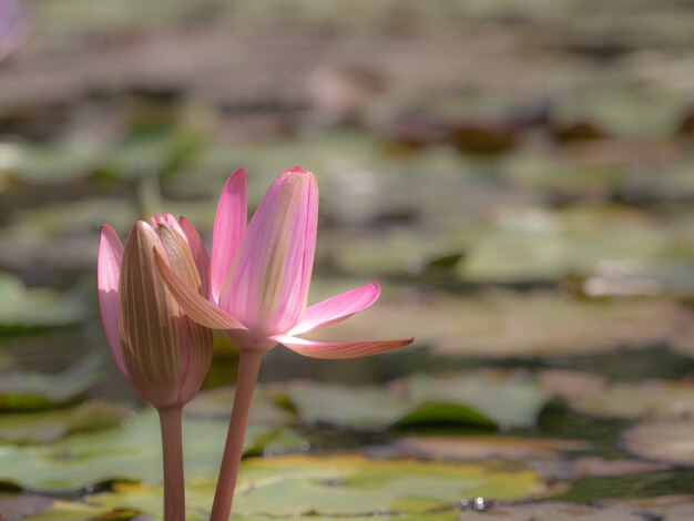 Lótus rosa linda florescendo na lagoa turva