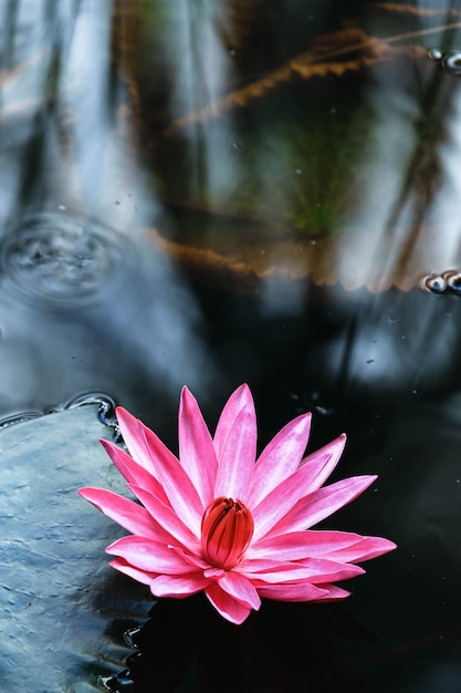 Lótus rosa na lagoa