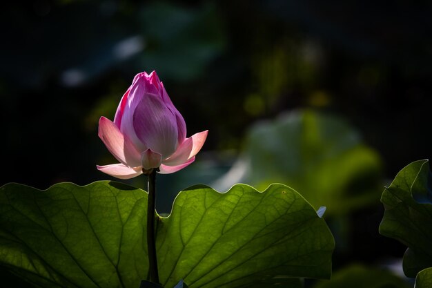 Lótus rosa na lagoa