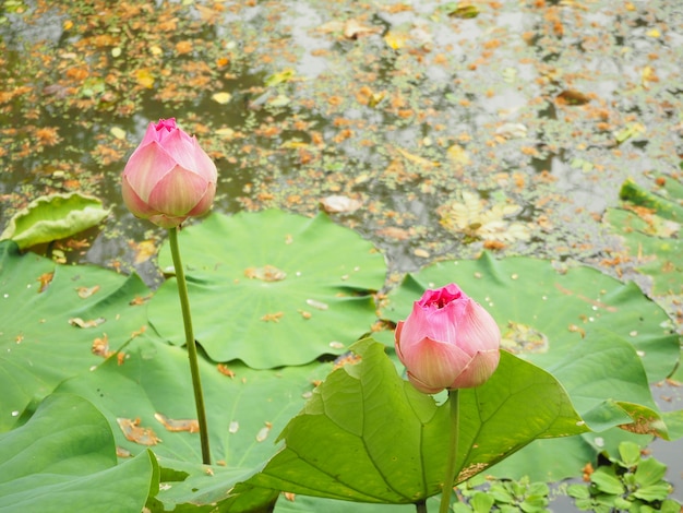 Lótus rosa no pântano