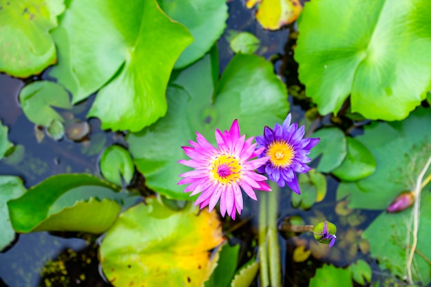 Lótus rosa roxo que cresce no lago está lindo De manhã