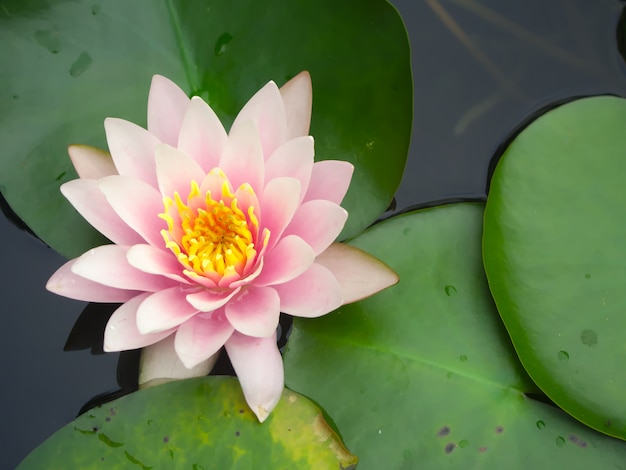 lótus rosa suave na lagoa