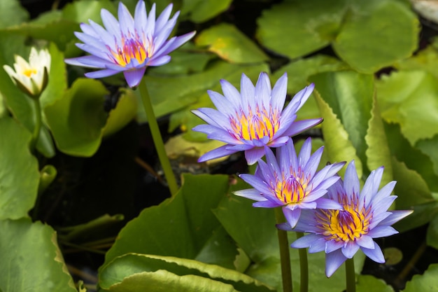 Lótus roxo lírio d&#39;água com folhas verdes na lagoa