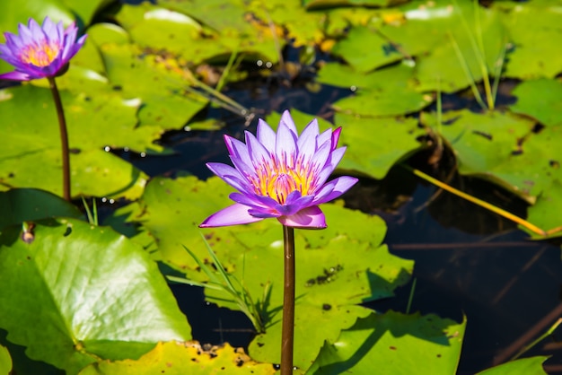 Lótus roxo no lago de lótus