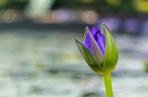 Lótus roxos como a faísca para o bokeh do fundo Flores para a adoração do deus nos dias da religião.