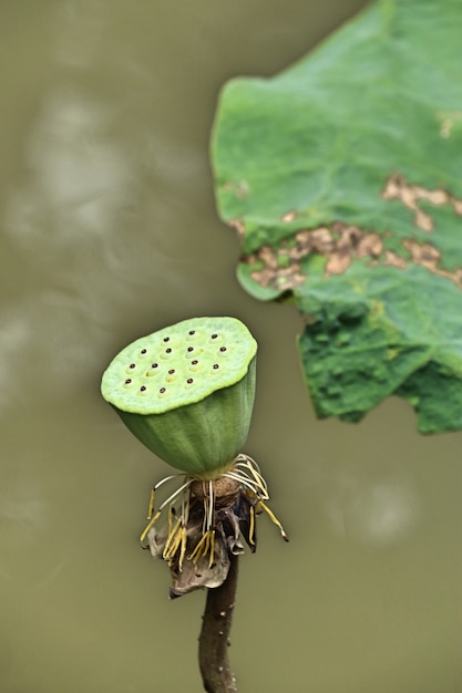 Lotus-Samen in tropischen